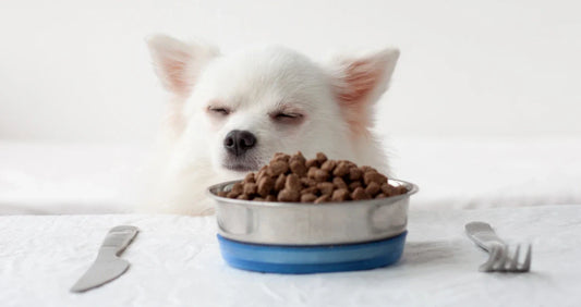 Wat maakt Slurp!® anders dan gewone hondensnacks?