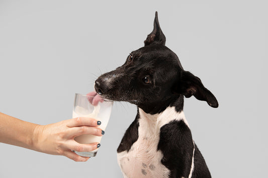 Waarom honden te weinig drinken (en hoe Slurp!® dat oplost)