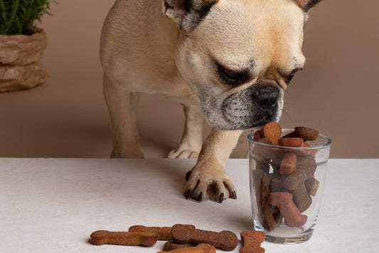 De 5 grootste voordelen van Slurp!® voor je hond