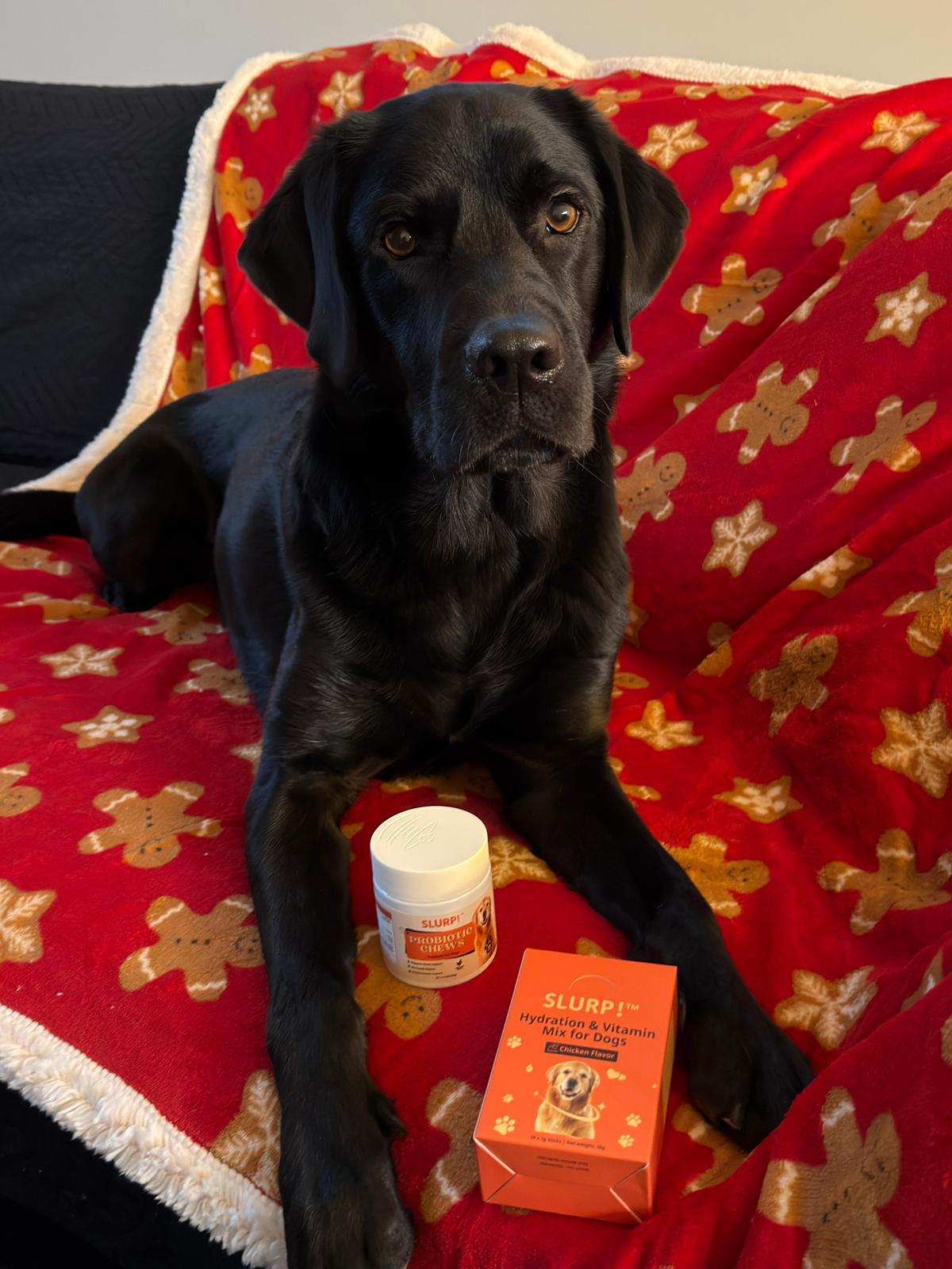 Slurp!® Combi Deal – Hydration Sticks &amp; Probiotic Chews for Dogs