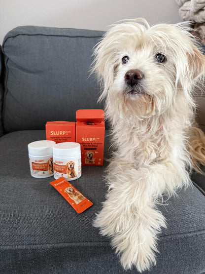Slurp!® Combi Deal – Hydration Sticks &amp; Probiotic Chews for Dogs